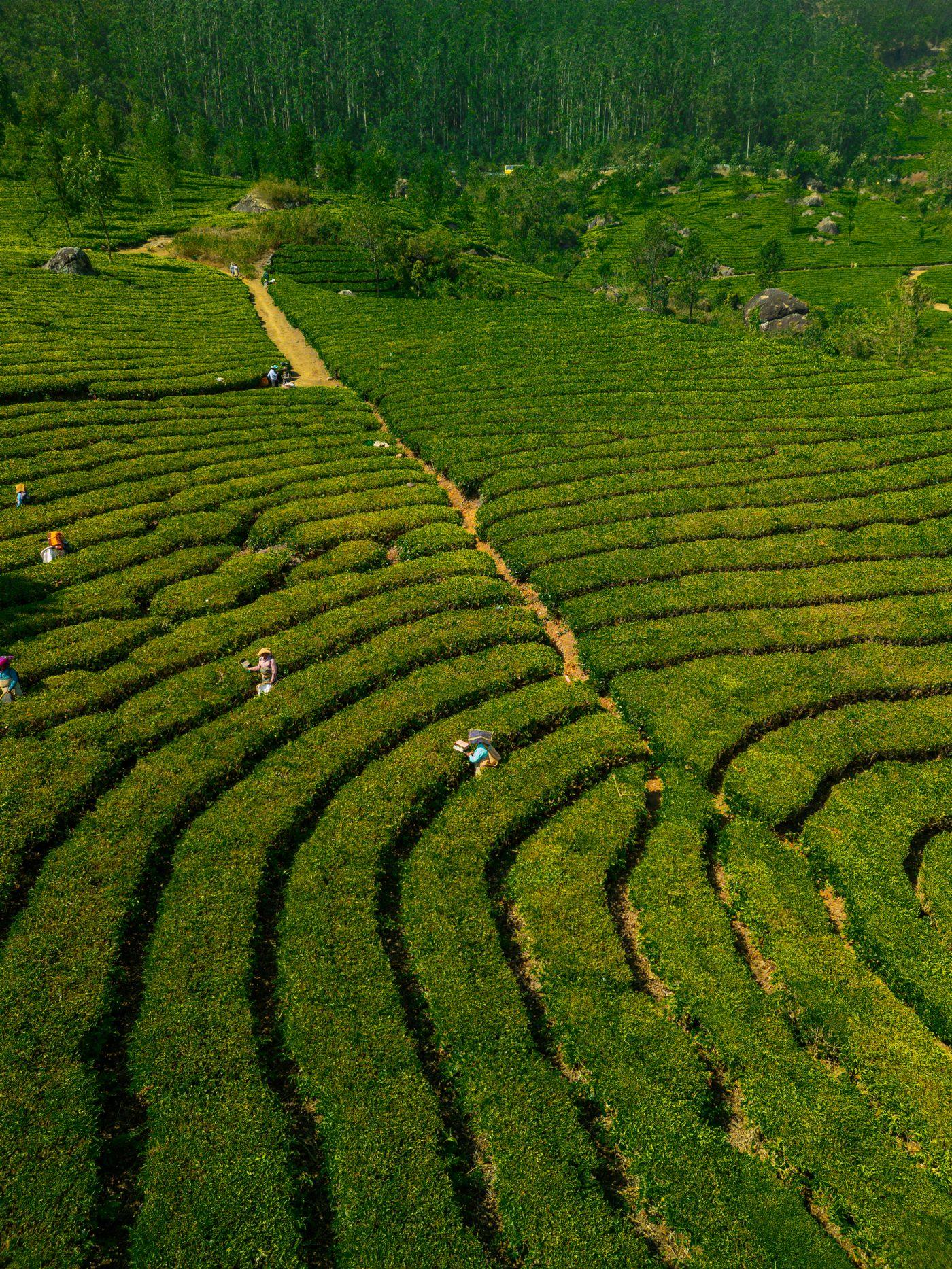 Aerial view of tea pickers working rows of a sunlit plantation